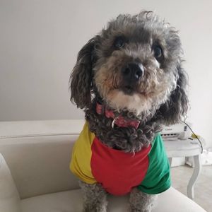 Poodle con camiseta roja con marillo y verde de Bob Marley